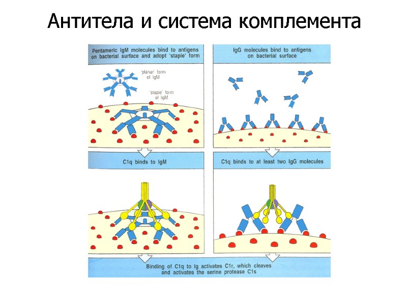 Антитела и система комплемента
